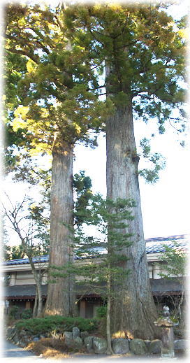 画像：須走浅間神社のスギ