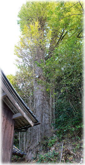 画像：玉川加茂神社のイチョウ