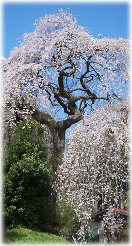 画像：田野沢のしだれ桜
