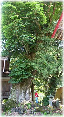 画像：立岩神社のとちの木（幹と並ぶ）