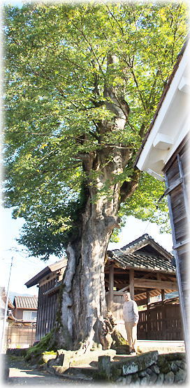 画像：富枝神社のムクノキ（幹と並ぶ）