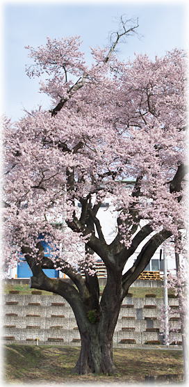 画像：古山王の種蒔桜