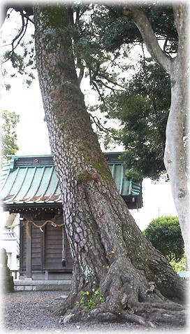 画像：焼津須賀神社のクロマツ