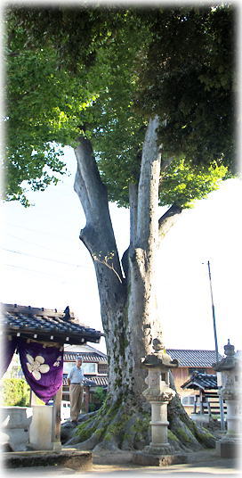 画像：山田町稲荷神社のケヤキ（幹と並ぶ）