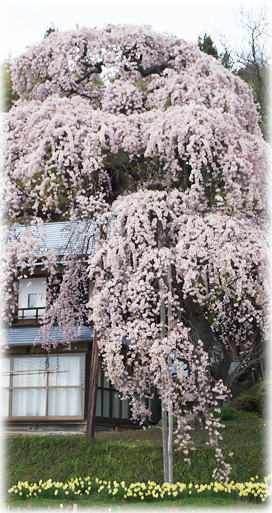 画像：横田陣屋御殿桜