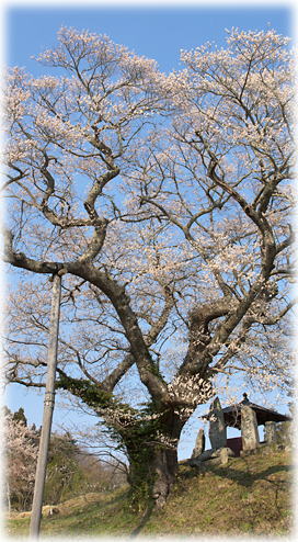 画像：吉野辺の種まき桜