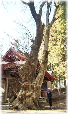 画像：吉岡神社のホオノキ（幹と並ぶ）