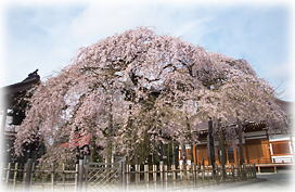 画像：円東寺の糸桜_2