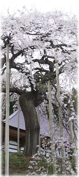 画像：慈徳寺の種まき桜