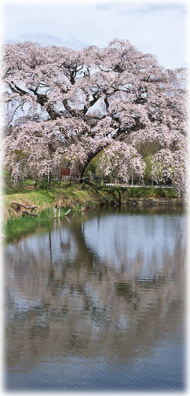 画像：芳水の桜