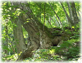 画像：檜枝岐鎮守の森のトチノキ_2