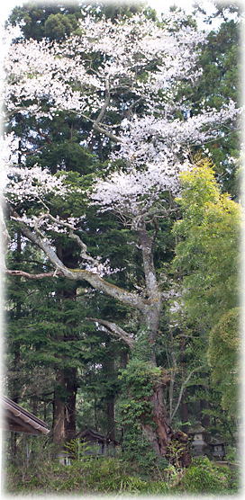 画像：石村の種蒔桜