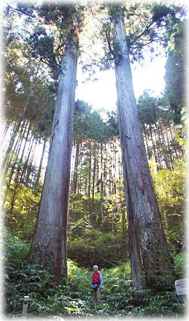 画像：門和佐の夫婦杉（幹と並ぶ）