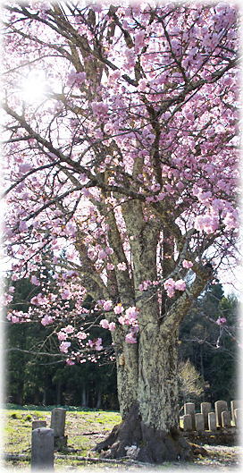 画像：上馬渡の桜