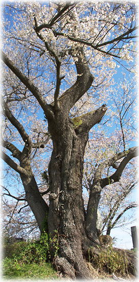 画像：化粧塚の桜