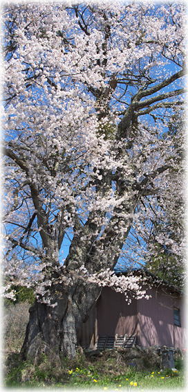画像：高野の種蒔桜