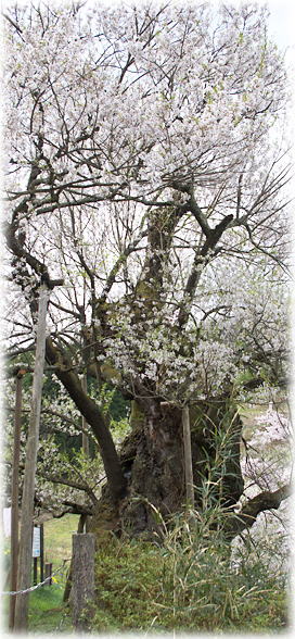 画像：古谷ノ入のアズマヒガン桜