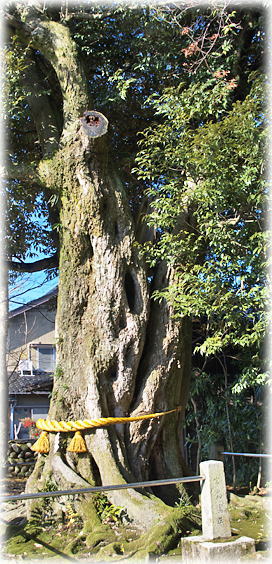 画像：道神社のシイの木