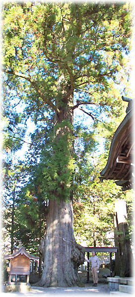 画像：森八幡神社の夫婦杉（幹と並ぶ）