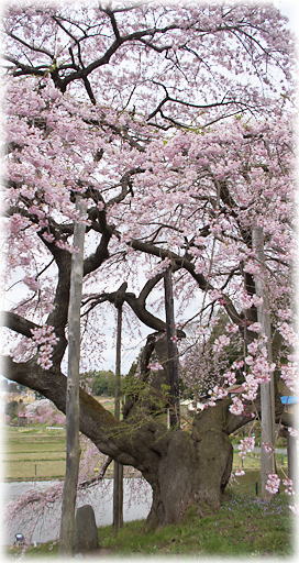 画像：中島の地蔵桜