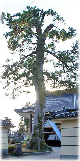 画像：浄慶寺のクロマツ