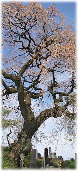 画像：小田の枝垂れ桜