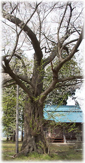 画像：鷺林の種蒔桜