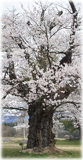 画像：楢原小豊成分校跡の桜