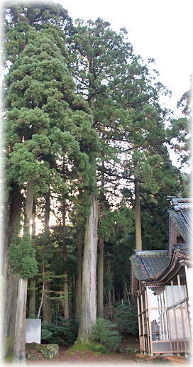 画像：都久波禰神社のスギ