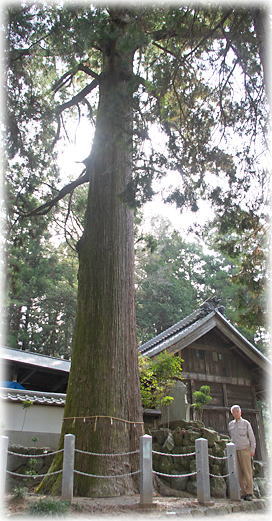 画像：八名井神社のスギ（幹と並ぶ）
