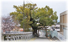 画像：安倉八幡の大樟
