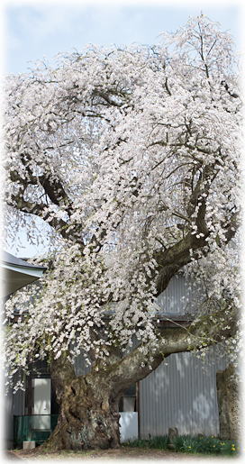 画像：阿弥陀堂の桜