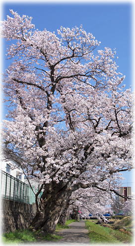 画像：青田川の桜_1