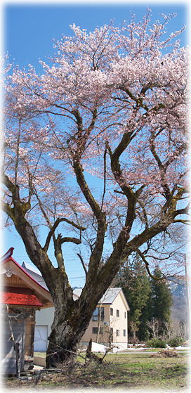 画像：船ヶ沢稲荷神社の桜