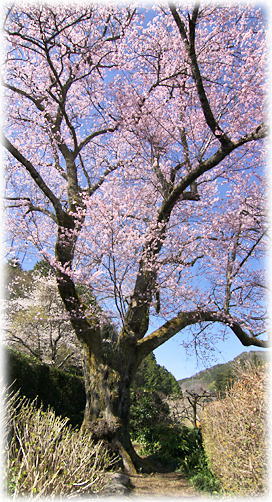 画像：古川家の桜