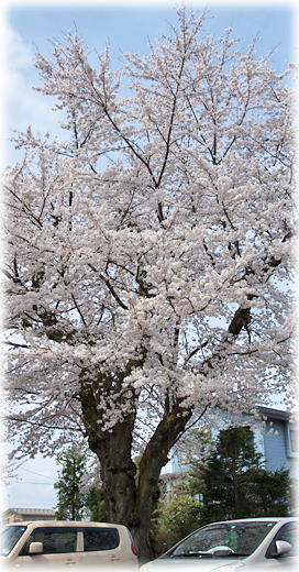 画像：東小千谷小学校の桜