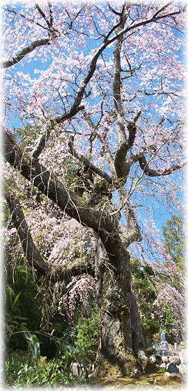 画像：興徳寺の枝垂れ桜