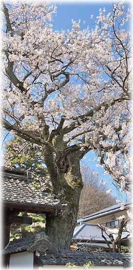 画像：経蔵寺山門の桜