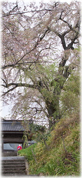 画像：光林寺の桜