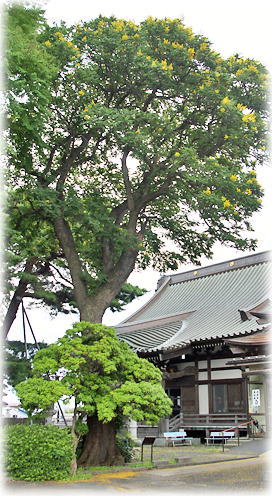画像：広澤寺のモクゲンジ
