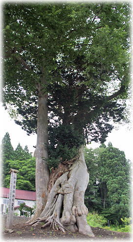 画像：中村霊苑の木