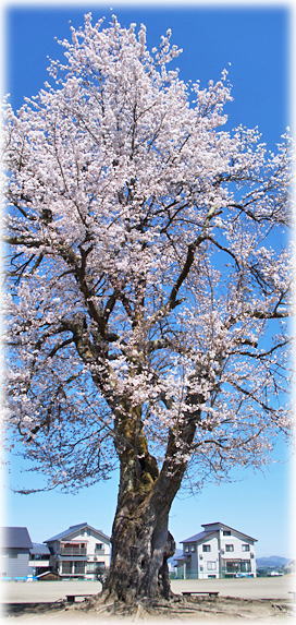 画像：上田小学校の桜