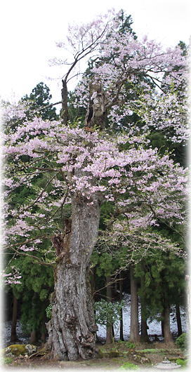 画像：西山の桜