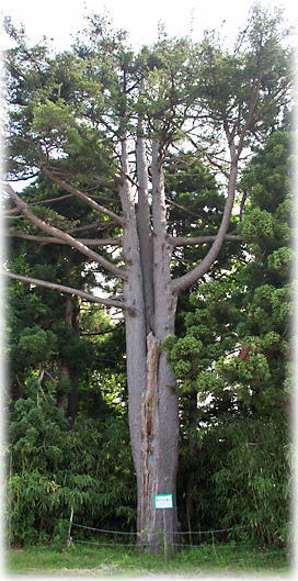 画像：野木の五葉松