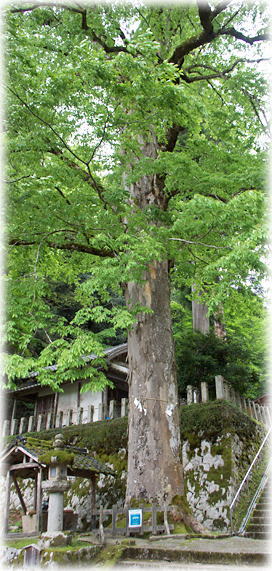 画像：大川神社のケヤキ