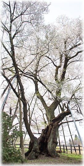 画像：オサヤジの種まき桜