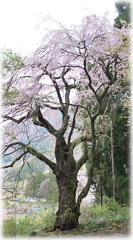 画像：蓮台寺のしだれ桜A