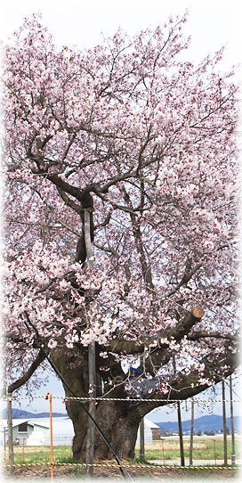 画像：龍蔵桜