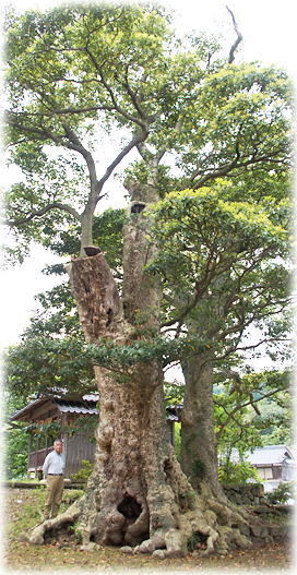画像：瀬崎八幡神社のタブノキ（幹と並ぶ）