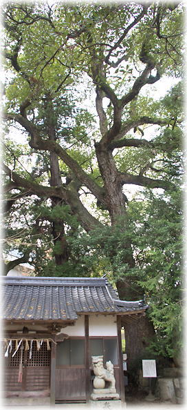 画像：園井諏訪神社のクスノキ